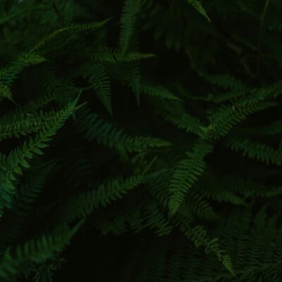 annie-spratt-0aF_vV0xgQk-unsplash